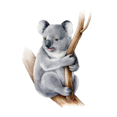 Koala ayı suluboya çizimi. Avustralya bir ağaç dalında şirin koalayı sembolü. Avustralya yerlisi hayvan ayısının el çizimi. Gri, vahşi, Avustralya 'ya özgü, tüylü bir hayvan. Beyaz arkaplanda