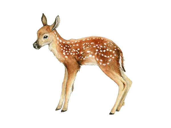 Veado pequeno. Bela imagem de fawn. ilustração bambi aquarela. Jovem animal de veado selvagem com manchas brancas. Floresta e parque animais selvagens. Bonito fawn no fundo branco — Fotografia de Stock