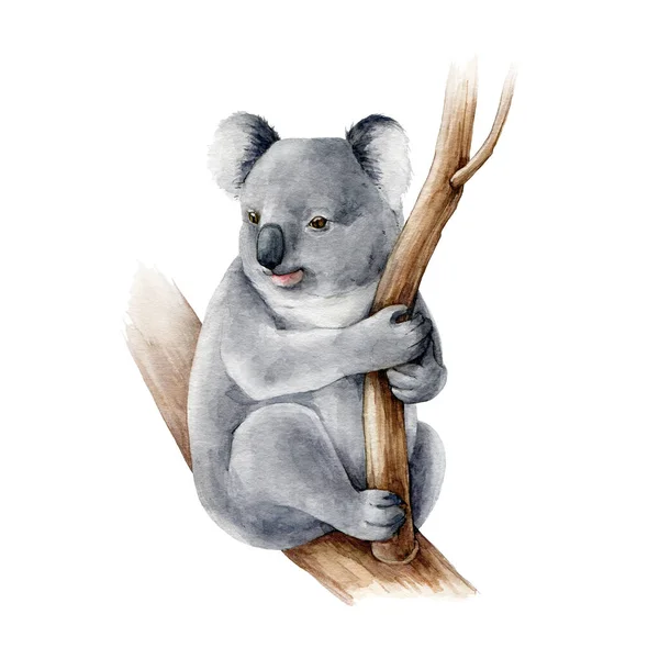 Коала имеет акварельную иллюстрацию. Австралийский символ милый медведь коалы на ветке дерева. Ручной рисунок медведя австралийского происхождения. Серая дикая австралия эндемичное пушистое животное. На белом фоне — стоковое фото