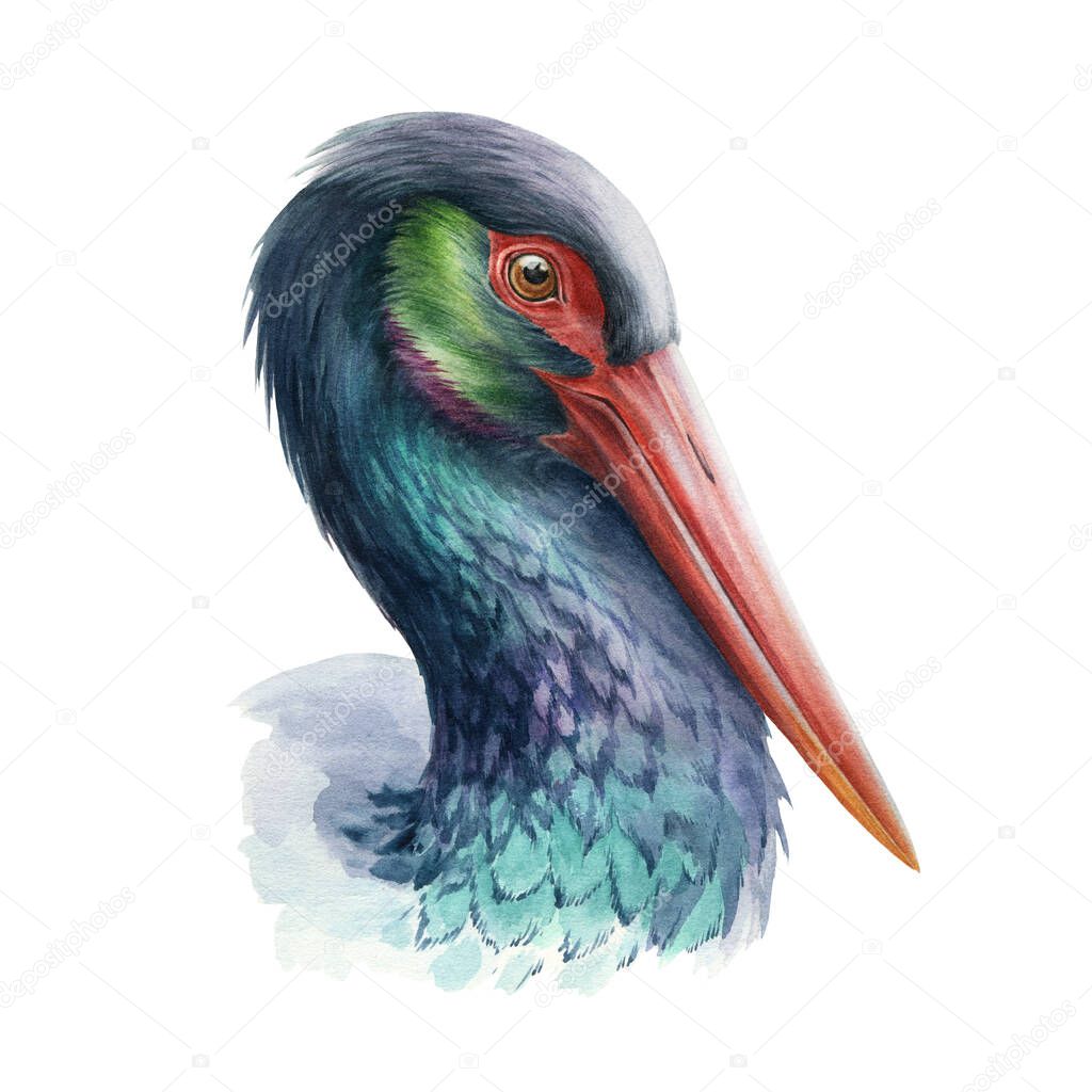 Black stork beautiful illustration. Wild bird realistic portrait. Wild bird with red beak image. Black stork head watercolor element. Wildlife elegant avian. On white background