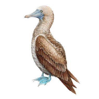 Mavi ayaklı sümsük kuşu gerçekçi çizimi. Vahşi yaşam Galapagos kuşu. Suluboya sümsük kuşu resmi. Mavi ayaklı sümsük kuşu. Beyaz arkaplanda izole