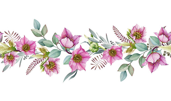 Hellebore flower seamless border. Spring pink flowers in the full bloom with eucalyptus leaves seamless decor. Beautiful spring and winter blooming helleborus flower border. On white background