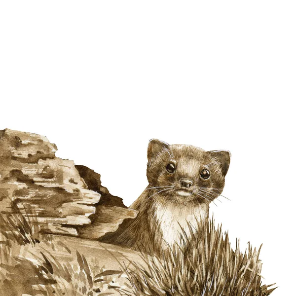 Wild weasel in the forest. Watercolor illustration. Wildlife animal by the log. European brown stoat. Wild weasel staring from the hole image. Small fur europe predator. On white background — Stock Photo, Image