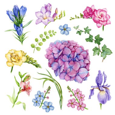 Bahçe çiçeği seti. Freesia, unutma beni, iris, ortanca, sarmaşık, hedera çiçeği koleksiyonu. Suluboya el çizimi çizim seti. Parlak yaz çiçekleri ve beyaz arka planda bitkiler