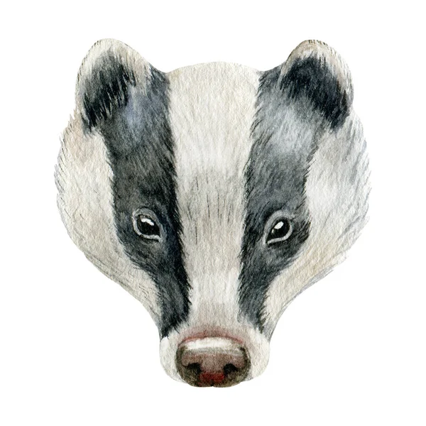 Badger állat portré kép. Akvarell kézzel rajzolt illusztráció. Vaderdei állat. Erdei fekete-fehér európai ragadozó. Aranyos egyedülálló európai borz arc fehér háttér — Stock Fotó