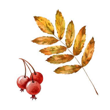Rowan sarı yaprak ve böğürtlen takımı. Suluboya çizimi. Dağ külleri, sonbahar yaprağı ve meyve elementi. Rowan yaprakları ve kırmızı organik böğürtlen grubu beyaz arka planda