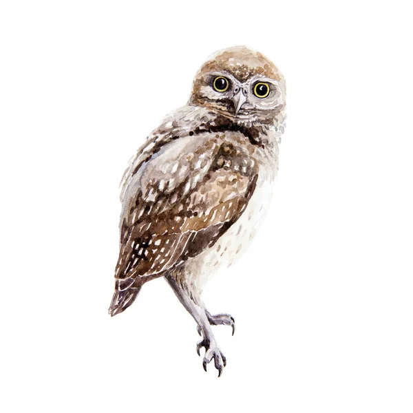 Owl bird watercolor illustration. Small wild nature bird element. Hand drawn avian predator sitting on a branch image. Brown owl Isolated on white background — Stock Photo, Image