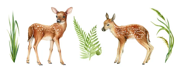 Zwei Waldhirsche. Schönes Rehkitz-Bild. Tiere aus Wald und Park auf weißem Hintergrund. Aquarell Bambi Illustration. Junges Wildtier mit weißen Rückenflecken, Farn, Graselementen — Stockfoto