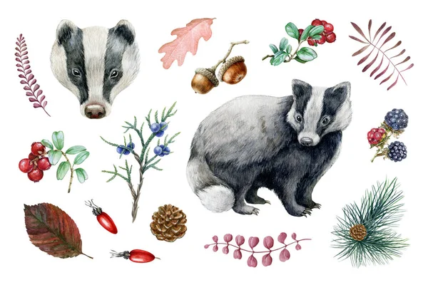 Tejón animal, conjunto de elementos naturales del bosque. Acuarela ilustración dibujada a mano. Tejón del bosque salvaje, bayas rojas, bellota, hojas de otoño, colección de conos. Woodland depredador de Europa en blanco y negro —  Fotos de Stock