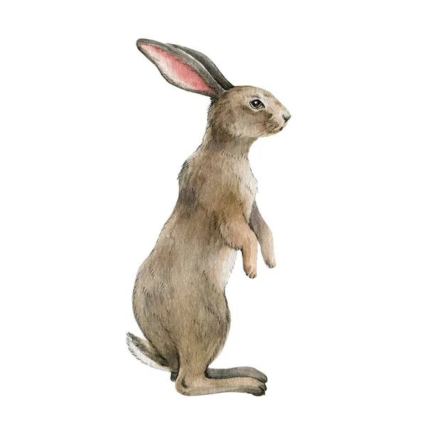 Rabbit animal watercolor illustration. Single bunny stands on white background. Cute small rabbit wild animal hand drawn element. Fluffy bunny side view. Easter traditional funny animal — Stock Photo, Image