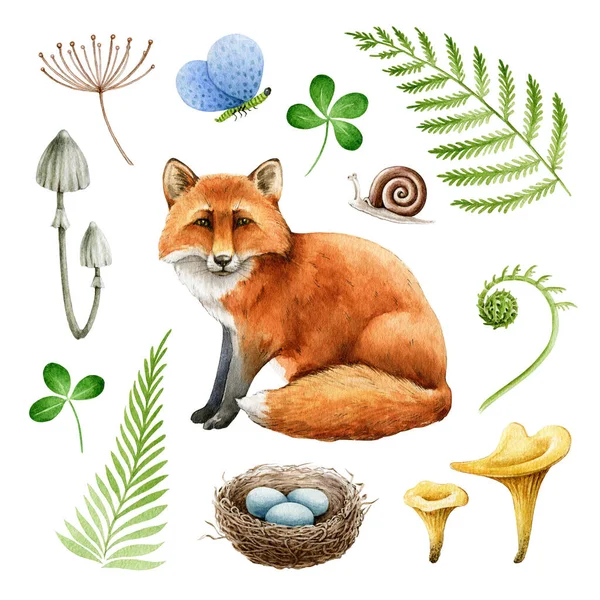 赤狐自然森林元素集.水彩画。林地野生动物，蕨类，巢，蘑菇，蛾的集合。森林自然风土人情。在白色背景上装饰可爱的毛茸茸的狐狸 — 图库照片