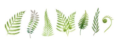 Eğrelti otu suluboya seti. Yeşil saplı çiçek koleksiyonu. Eğreltiotu yaprağı çizimi. Orman ve bahçe daima yeşil, zarif bitkiler. Beyaz arkaplanda çiçek yaprakları