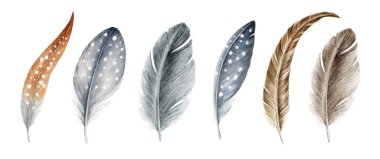 Suluboya illüstrasyon seti. Kuş tüyü ve aşağı el yapımı gerçekçi koleksiyon. Beyaz noktalı gri ve kahverengi kuş tüyleri. Tüylü doğal görüntü seti
