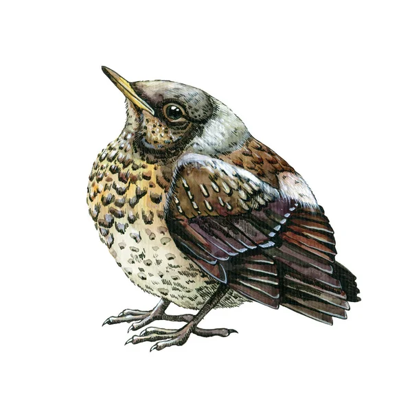 Starling vogel klein kuiken. Baby vogel lijster aquarel illustratie. Gewone lijster in de achtertuin. Geïsoleerd op witte achtergrond. Mooie gevlekte zangvogel — Stockfoto