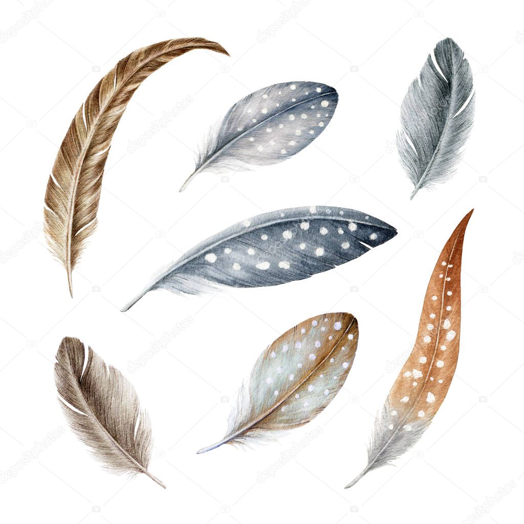 Feather set. Watercolor illustration. Bird quill and down hand drawn realistic collection. Grey and brown bird feathers with white dots. Various feathering natural image set