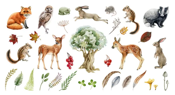 Woud wild dier grote set. Aquarelillustratie. Vos das konijn hert en eekhoorn. Konijntje, uilenvogel, pad, veer, blad. Natuurlijke elementen collectie. Realistisch bos op witte achtergrond — Stockfoto