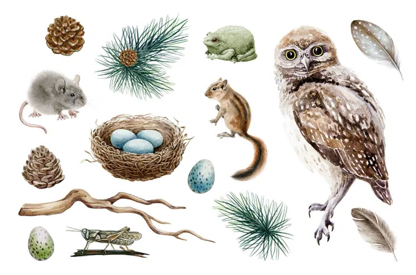 Bosque de búho. Elementos naturales del bosque ilustración acuarela. Búho, ardilla, ratón, sapo, nido, pluma, rama dibujada a mano elementos. Colección de pegatinas rústicas del bosque. Sobre fondo blanco —  Fotos de Stock