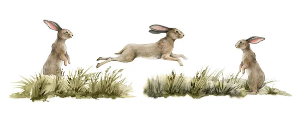 Natuurlijke verzameling konijnen. Aquarelillustratie. Schattig konijntje springen en staan in het gras op witte achtergrond. Konijnen in het weiland. pluizig konijntje zijaanzicht. Natuurlijke met de hand getrokken elementen — Stockfoto