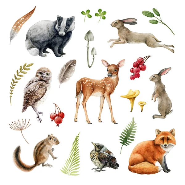 Bosque salvaje animal conjunto. Ilustración en acuarela. Colección de zorros, tejones, conejos, ciervos, ardillas, conejos, búhos, aves, plumas y elementos naturales. Conjunto de bosque realista dibujado a mano. Sobre fondo blanco — Foto de Stock