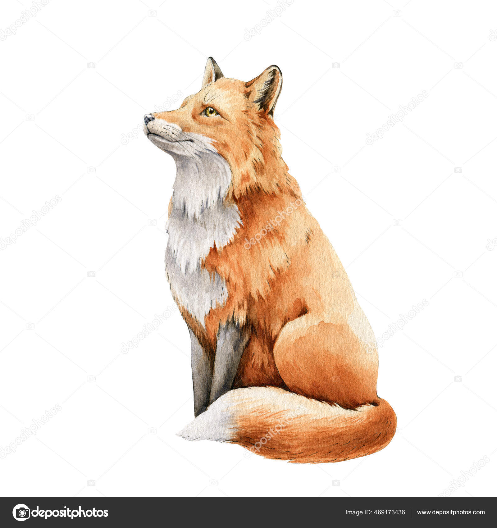 Vetores de Illustartion Em Aquarela De Casal Vermelho Selvagem Raposas  Isolar Em Fundo Branco Esboço De Animais De Floresta Realista e mais imagens  de Raposa - Cão Selvagem - iStock