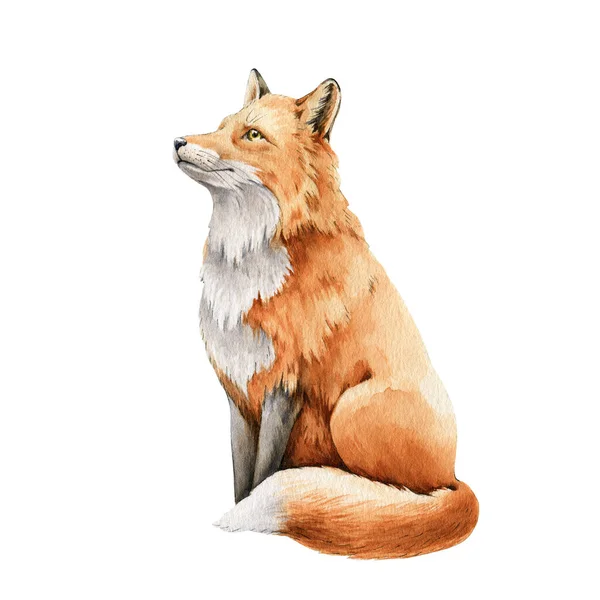 Fox animal watercolor illustration. Wild cute red fox sitting. Wildlife furry animal with red fur and black paws. Side view forest animal. Isolated on white background. Adorable mammal element — Stock Photo, Image