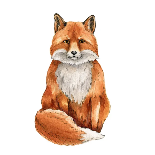 Fox animal acuarela ilustración. Zorro rojo lindo salvaje sentado retrato. Fauna peluda con piel roja y patas negras. Vista frontal del bosque animal. Elemento mamífero adorable. Sobre fondo blanco —  Fotos de Stock