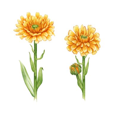 Calendula çiçek seti. Suluboya çizimi. Sarı tıbbi doğal bitki seti. Calendula officinalis bitkisi beyaz arka planda. Turuncu yapraklı ve yeşil yapraklı doğal sağlıklı çiçekler.