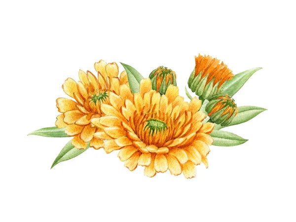 Calendula flower arrangement. Watercolor illustration. Yelow medical natural herb. Calendula officinalis plant on white background. Natural healthy blossom with orange petals and green leaves — Stock Photo, Image