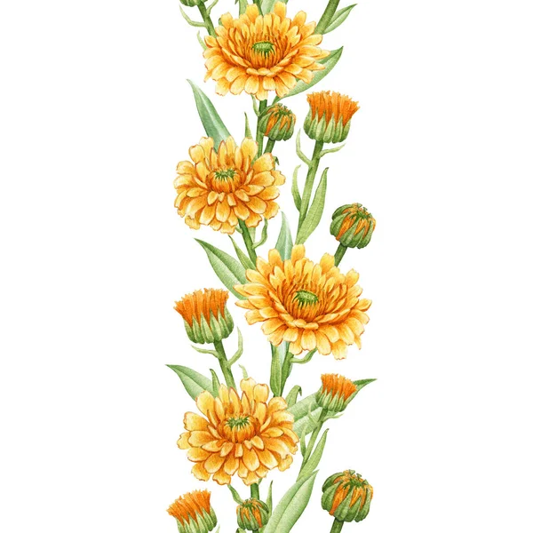 Calendula virág zökkenőmentes határ. Akvarell illusztráció. Sárga orvosi természetes gyógynövény. Calendula officinalis növény határa. Fehér háttér. Természetes organikus fényes virág zökkenőmentes dekorációs elem — Stock Fotó