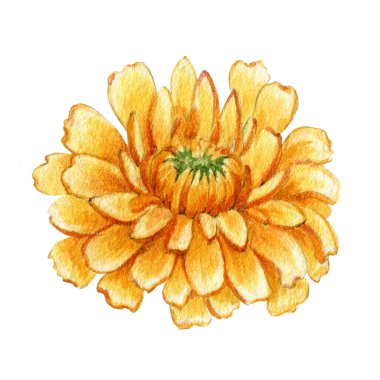 Calendula tek çiçekli üst manzara. Suluboya çizimi. Sarı tıbbi bitki tomurcukları. Beyaz arka planda organik Calendula officinalis bitkisi. Turuncu yapraklı, doğal sağlıklı bir çiçek.