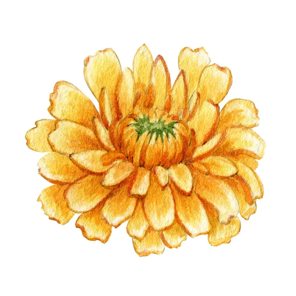 Calendula jednokvětý pohled shora. Ilustrace akvarelů. Žlutý lékařský rozkvět přírodní byliny. Organic Calendula officinalis rostlina na bílém pozadí. Přírodní zdravý květ s oranžovými okvětními lístky — Stock fotografie