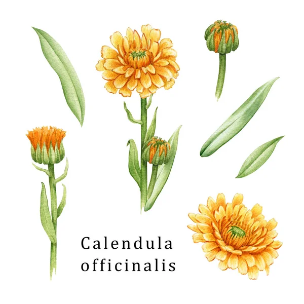 Ensemble de fleurs de calendula. Illustration aquarelle. Ensemble d'herbes naturelles médicales Yelow. Calendula officinalis fleurit et bourgeonne. Fond blanc. Fleurs naturelles saines aux pétales orange et aux feuilles vertes — Photo