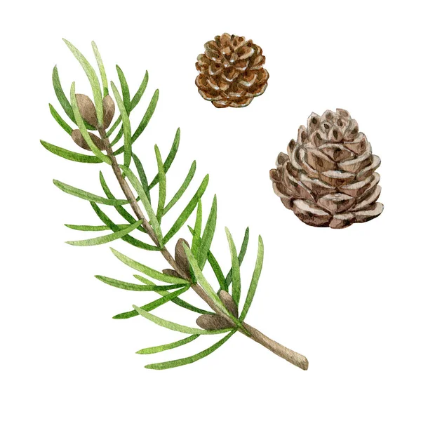 Fir tree branch and cones set. Watercolor illustration. Hand drawn evergreen pine tree elements. Spruce branch with cone collection. Traditional festive, aroma herb objects on white background Stock Picture