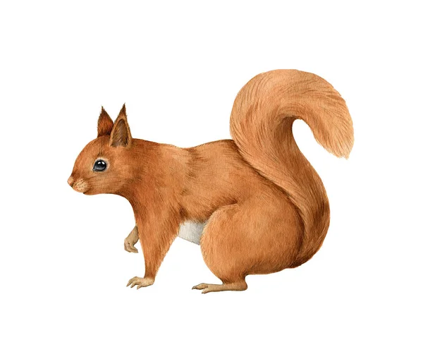 Red squirrel animal. Cute funny rodent with fluffy fur. Watercolor hand drawn illustration. Forest and park tree wild rodent animal. On white background. Funny wild squirrel close up single element — Stok Foto