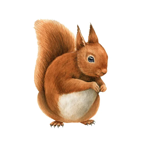 Red squirrel animal. Watercolor hand drawn illustration. Cute funny rodent with fluffy fur. Forest and park tree animal on white background. Funny wild sitting squirrel close up single element — Stok Foto