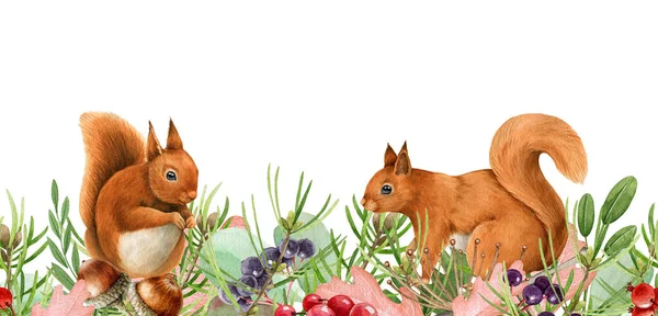 Squirrel animal forest wild herbs seamless border. Watercolor illustration. Wildlife seamless decor element. Woodland couple red squirrels, acorn, elderbery, green pine decoration. White background — Stock Photo, Image