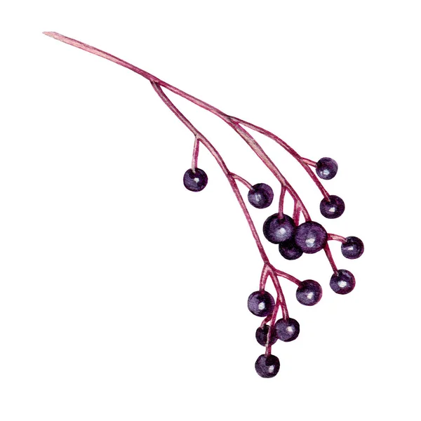 Elderberry ág kézzel rajzolt akvarell illusztráció. Természetes gyógyító szerves vénember. Érett idősebbik bogyó elem. Diétás kaja. Virágos szezonális sambucus. Elderberry ág elszigetelt fehér alapon — Stock Fotó