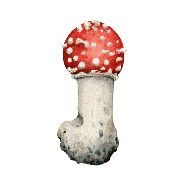 Repülj agaric gomba. Akvarell illusztráció. Kézzel húzott mérgezett amanita muscaria gombák. Piros kis légy agaric fehér foltok sapka elem. Erdő veszélyes gomba fehér háttér — Stock Fotó