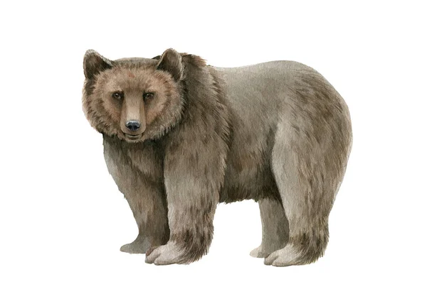 Orso animale acquerello illustrazione. Grizzly selvaggio disegnato a mano. Singolo orso foresta fauna selvatica animale. Bosco realistico Alaska e Siberia predatore. Grizzly vista laterale su sfondo bianco — Foto Stock