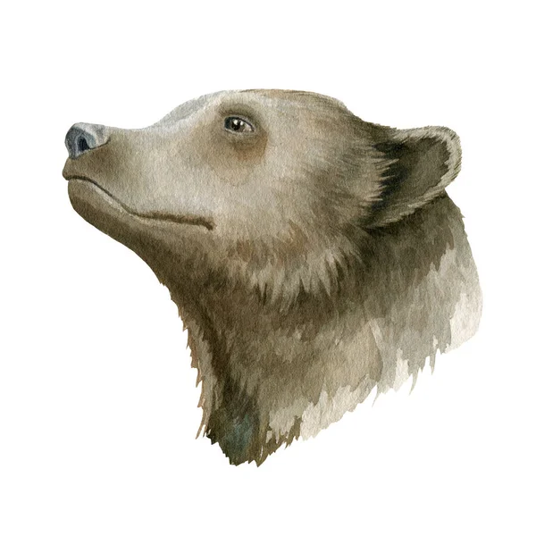 Medve állat. Akvarell illusztráció. Kézzel rajzolt vad grizzly portré. Egy medve erdei vadállat. Realista erdei Alaszka és Szibéria ragadozója. Grizzly oldalnézet fehér háttér — Stock Fotó