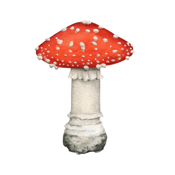 Vuela hongo agárico. Ilustración en acuarela. Hongos venenosos extraídos a mano amanita muscaria. Red gran mosca agárica con manchas blancas en el elemento de la tapa. Bosque hongo peligroso sobre fondo blanco — Foto de Stock