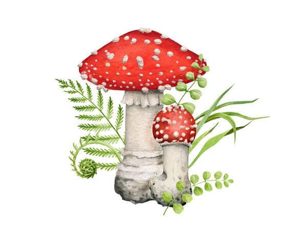 Fly agaric mushroom arrangement. Watercolor illustration. Hand drawn poison fungi amanita muscaria, fern and grass. Couple of fly agaric mushrooms with forest herbs. On white background