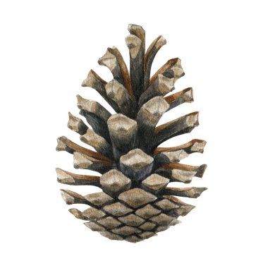 Çam kozalağı. Suluboya çizimi. El yapımı gerçekçi kuru çam ağacı elementi. Spruce, kozalaklı tek koni beyaz arka planda izole edilmiş. Geleneksel festival dekor nesnesi