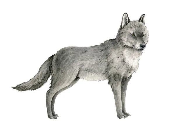 Wolf watercolor illustration. Grey arctic wolf animal hand drawn image. Wildlife Canada, Taiga forest predator. Single standing lupus. Gray furry animal — Stock Photo, Image