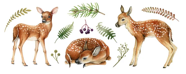 森林鹿。美丽的小鹿形象。水彩画。野生小鹿动物，有白色的背斑，蕨类，草类元素。白色背景的森林和公园野生动物 — 图库照片