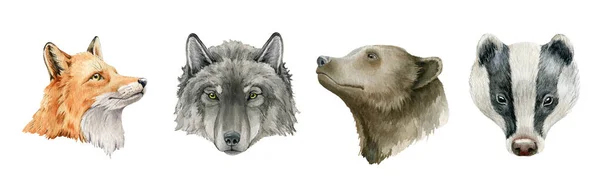 Erdei állatportré beállítva. Fox, farkas, medve, borz kézzel rajzolt illusztráció. Vadállatok portrégyűjteménye. Aranyos reális róka, farkas, borz és medve elem gyűjtemény. Fehér alapon — Stock Fotó