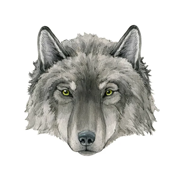 Ilustracja akwarela portretu wilka. Szary wilk arktyczny narysowany ręcznie obraz zwierzęcia. Dzika przyroda Kanada, tajga drapieżnik leśny. Pojedynczy toczeń realistyczny portret. Szara futrzasta twarz zwierzęcia — Zdjęcie stockowe