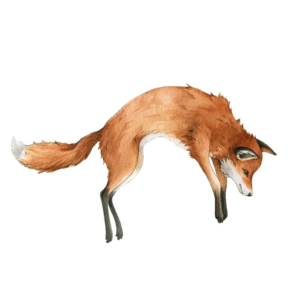 Renard roux saut animal. Illustration aquarelle. Mignon renard de chasse sauvage. Animaux à fourrure sauvage avec fourrure rouge et pattes noires. Isolé sur fond blanc. Adorable élément mammifère — Photo