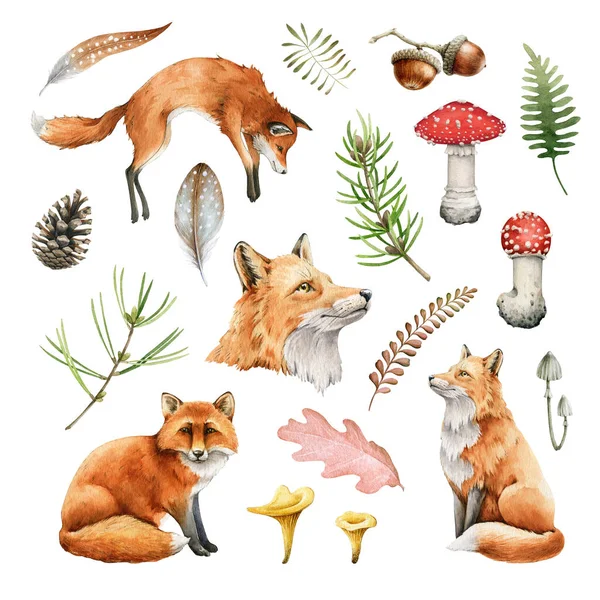 Red fox animal nature set. Watercolor illustration. Wild cute posing fox and forest herbs collection. Wildlife furry animal with red fur and black paws. On white background. Wildlife mammal element — Stock Photo, Image