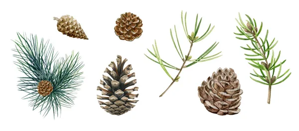 Pine branch, cone set. Watercolor illustration. Hand drawn evergreen pine tree elements. Spruce branches, cone and needle fir tree collection. Traditional festive decor objects on white background Stock Photo